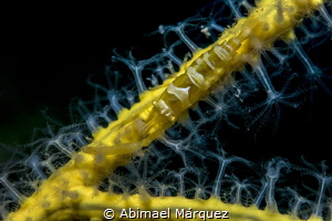 Wire Coral Shrimp by Abimael Márquez 